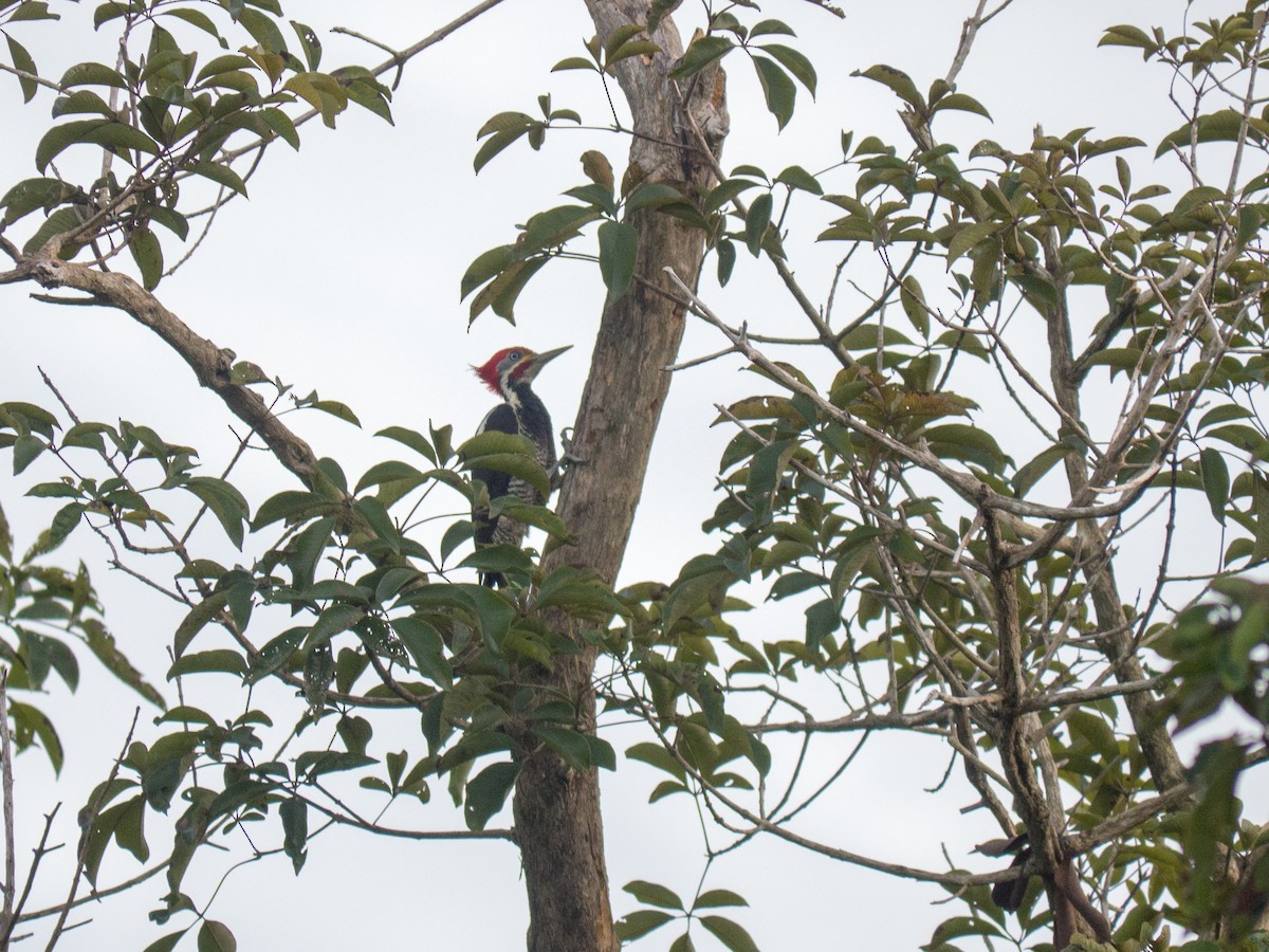 Lineated Woodpecker - ML89640511