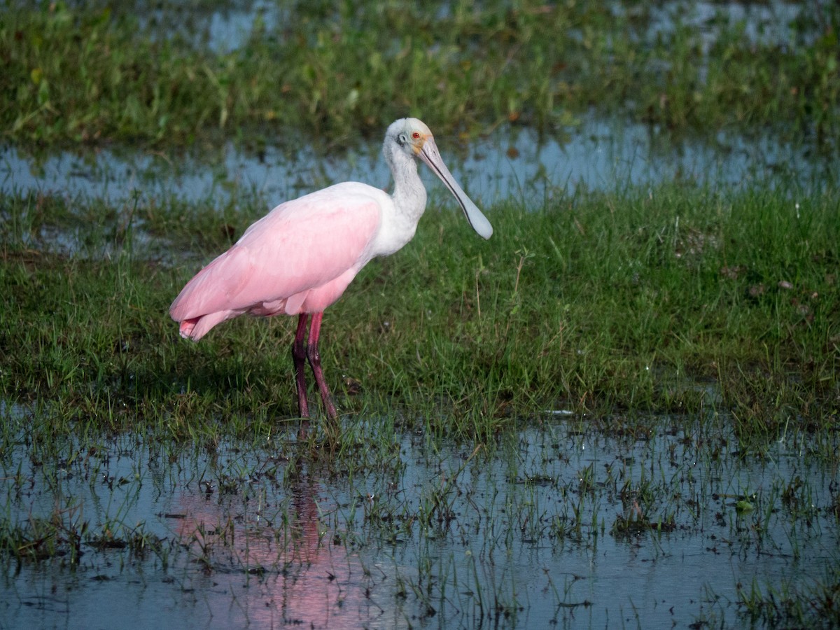 Roseate Spoonbill - Randall Siebert