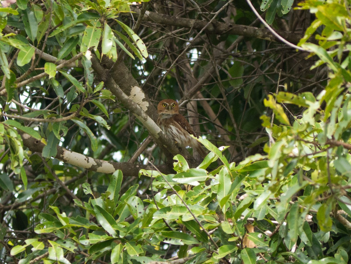 Ferruginous Pygmy-Owl - Randall Siebert