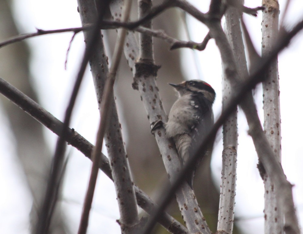 Downy Woodpecker - ML89643611