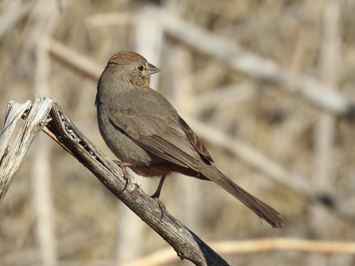 Canyon Towhee - ML89644491