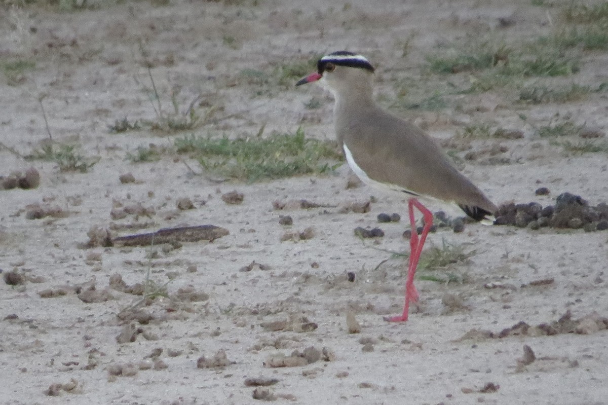 Crowned Lapwing - ML89648221