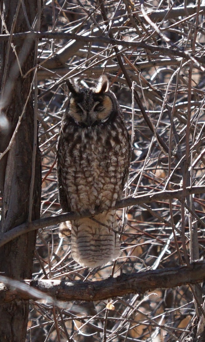 Long-eared Owl - Kay Rasmussen