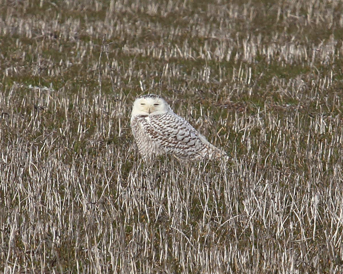 Snowy Owl - ML89652741