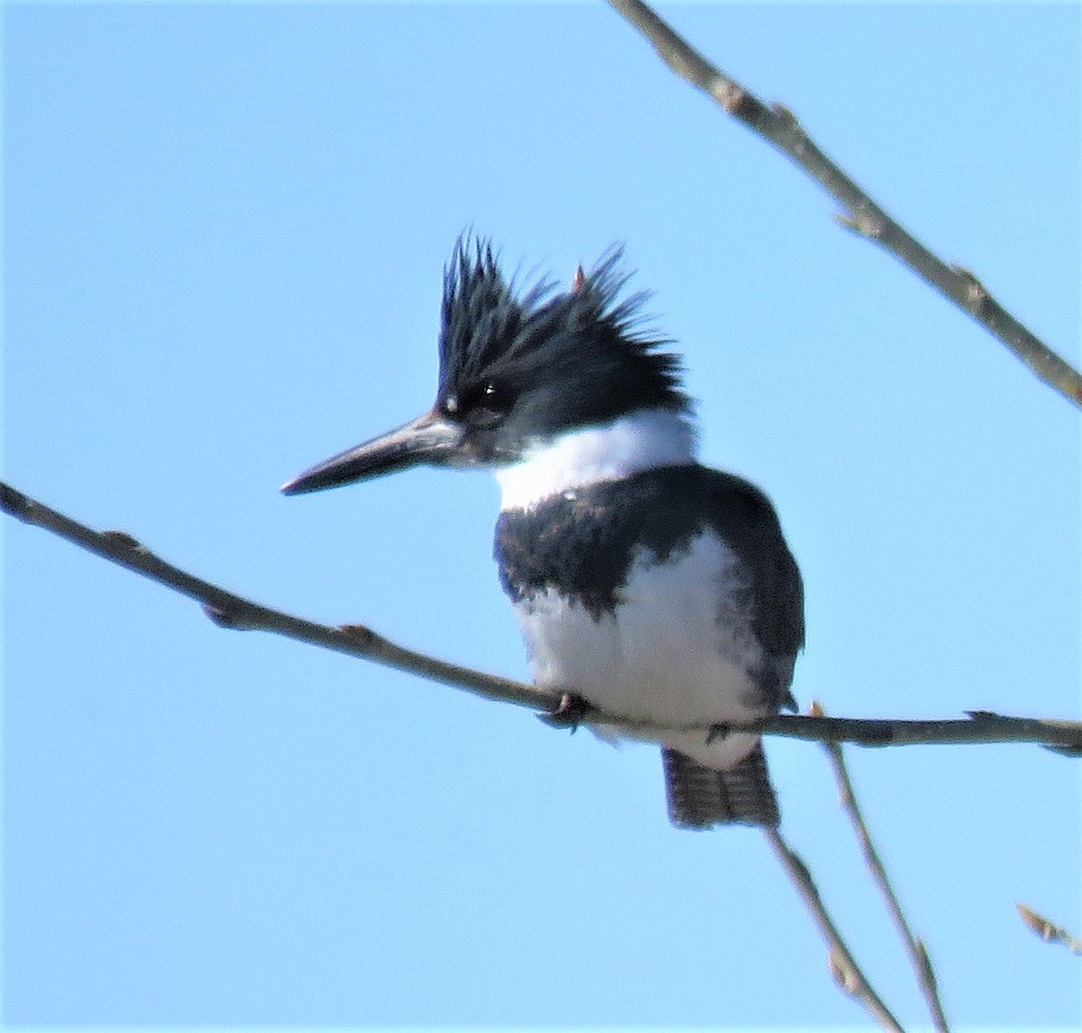 Belted Kingfisher - ML89655091