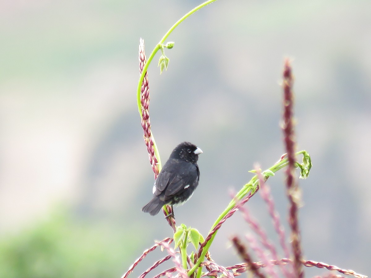 Black-and-white Seedeater - ML89656081