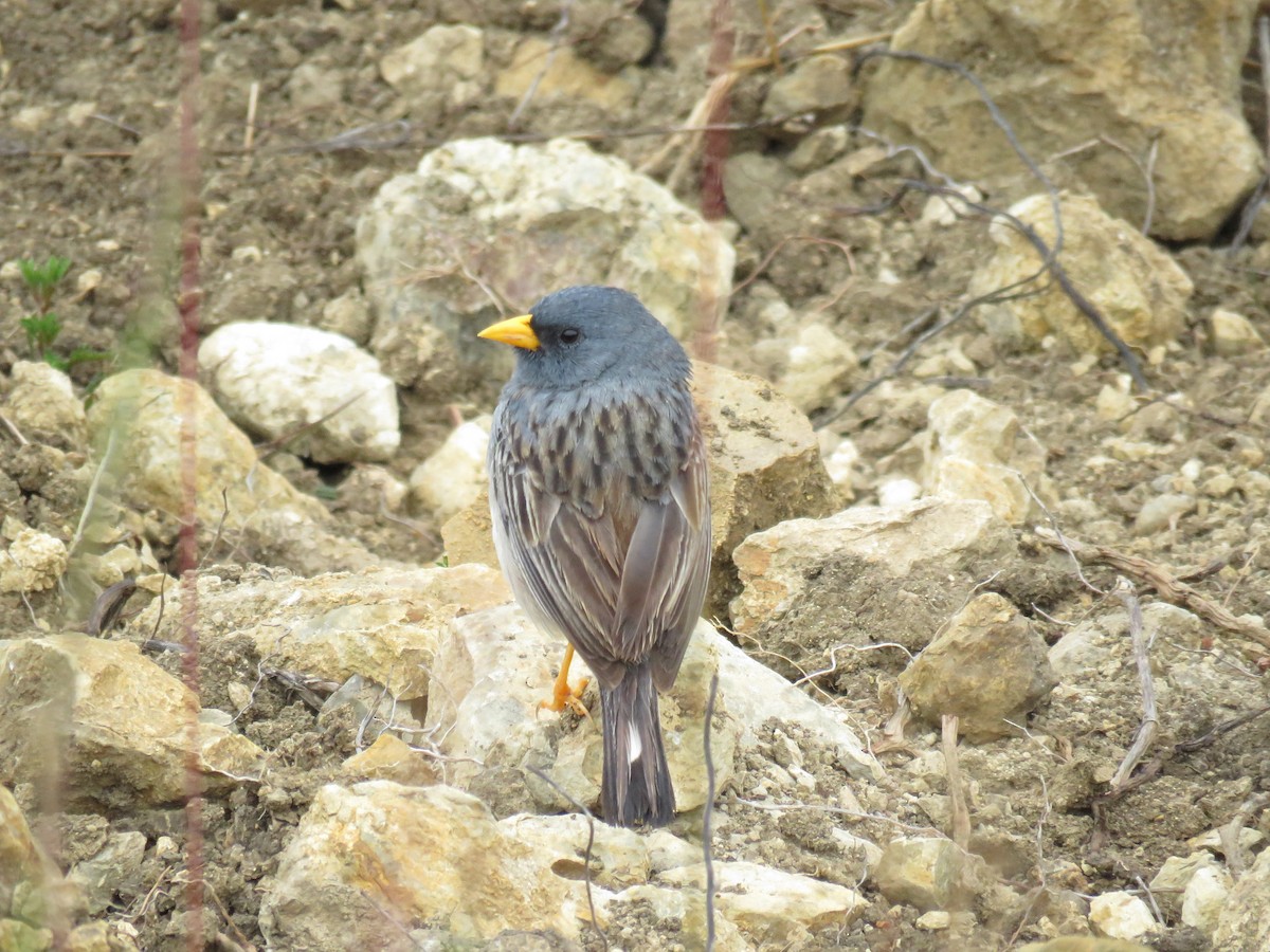 Band-tailed Seedeater - ML89656291