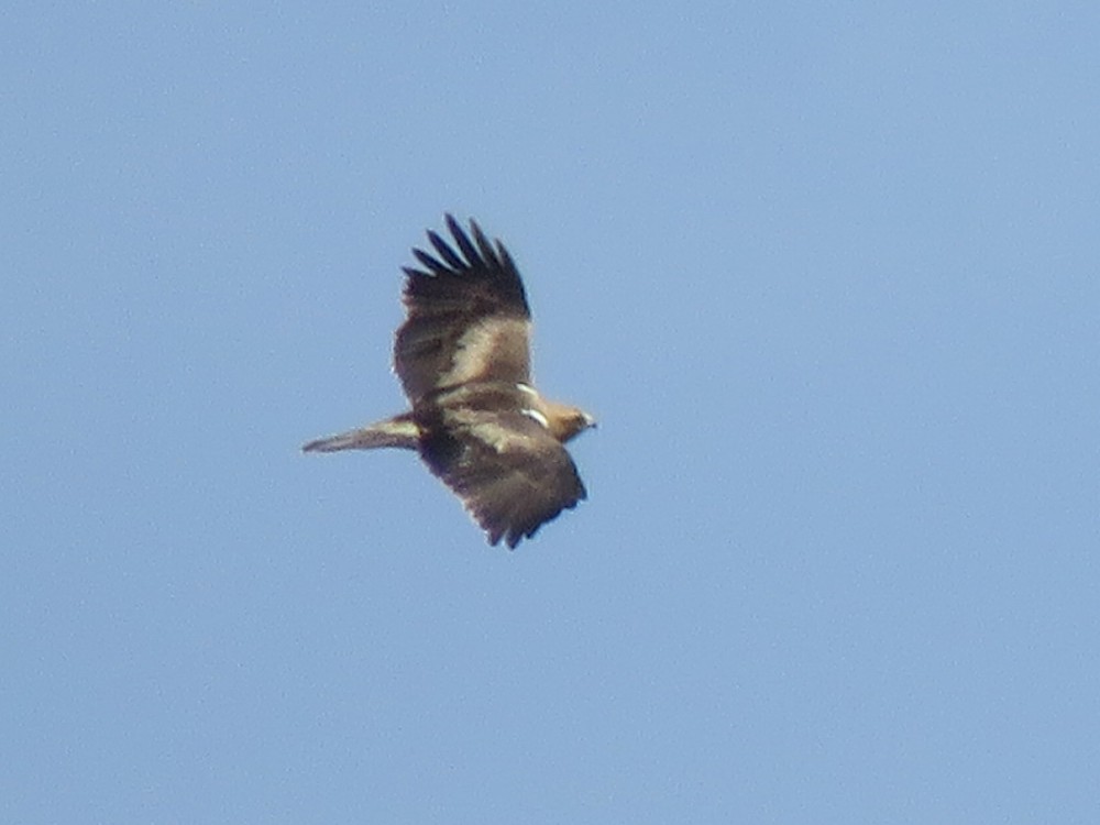 Booted Eagle - ML89656311