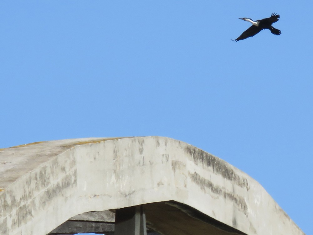 Kormoran (maroccanus) - ML89656391