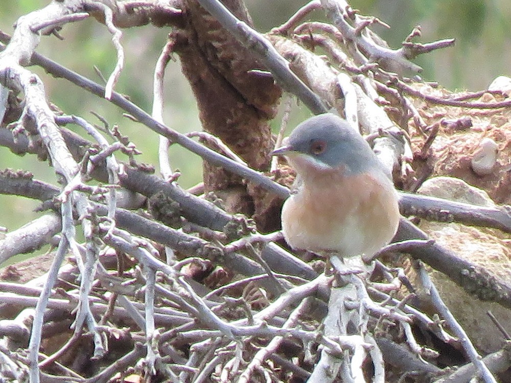 Sylvia/Curruca sp. - ML89656881