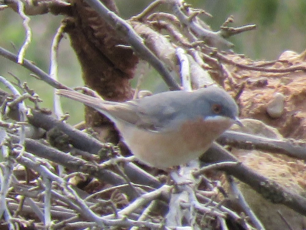 Curruca sp. (Sylvia/Curruca sp.) - ML89656891