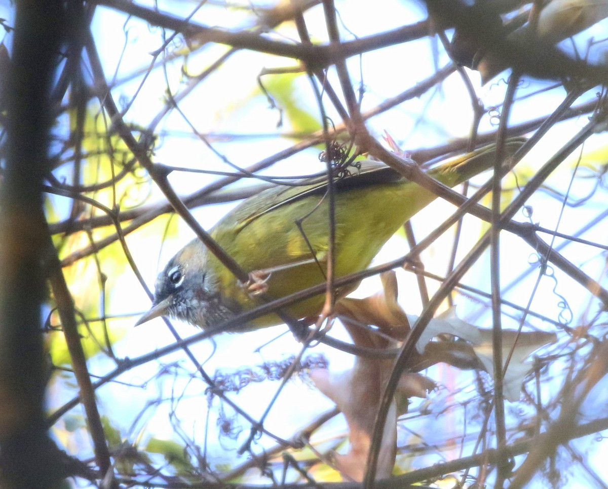 Dickichtwaldsänger - ML89656941