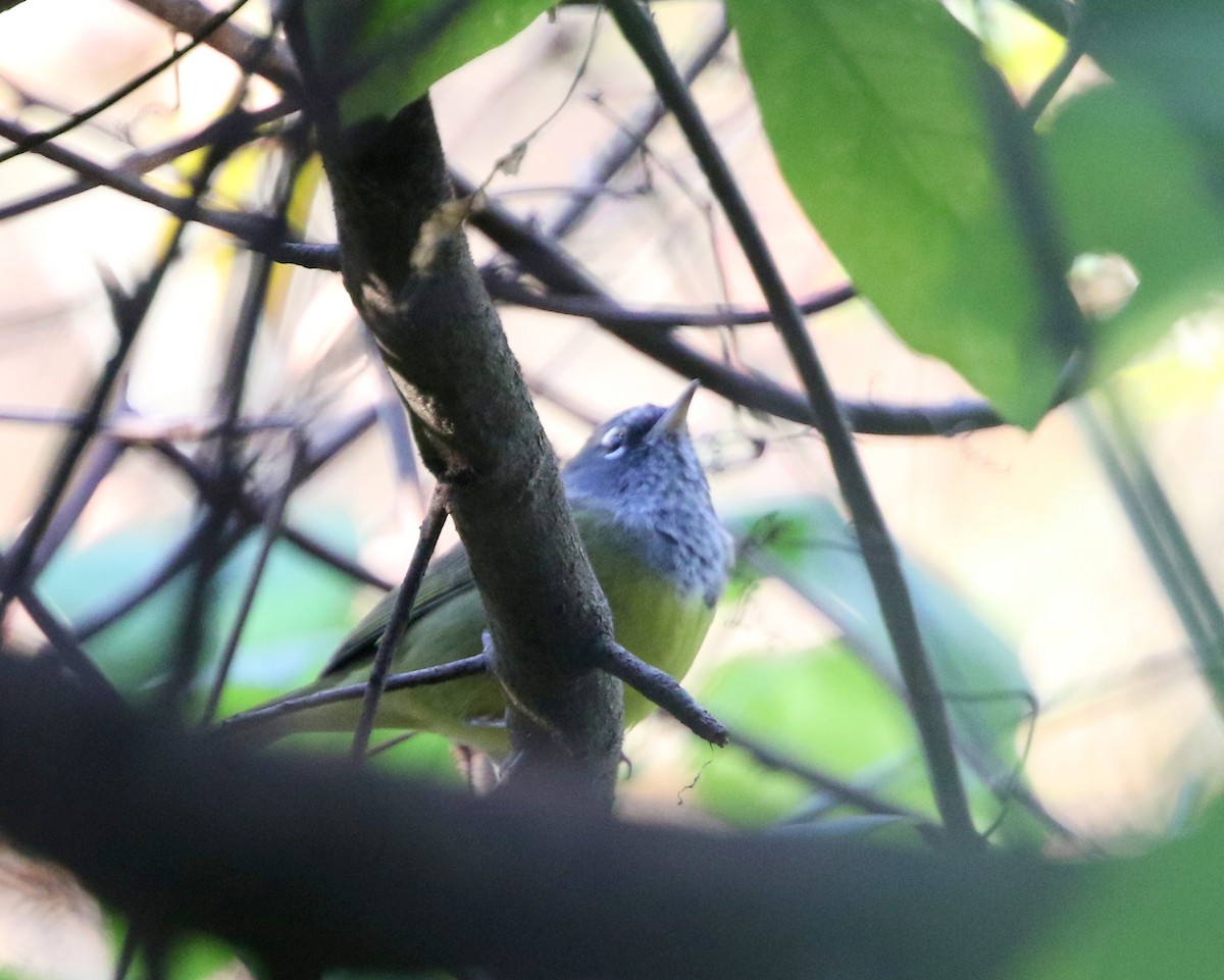 Dickichtwaldsänger - ML89656991