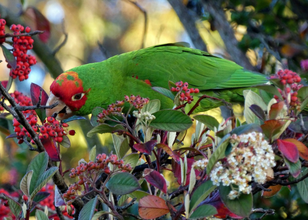 Red-masked Parakeet - ML89658461