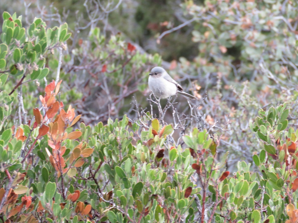 Bushtit - ML89660111