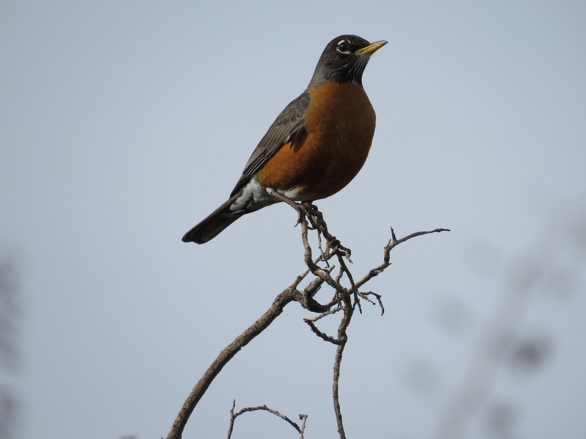 American Robin - ML89660431