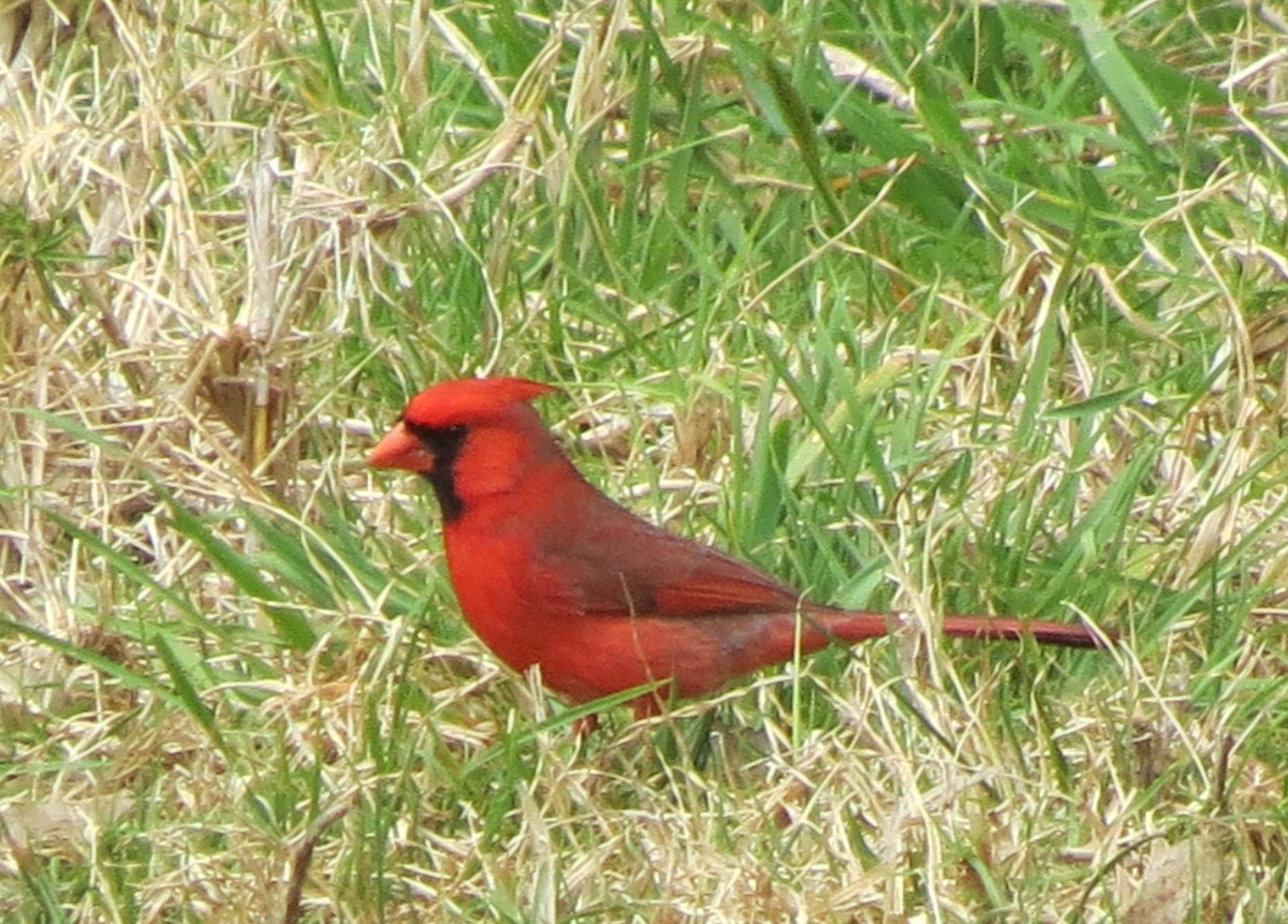 Cardinal rouge - ML89661211