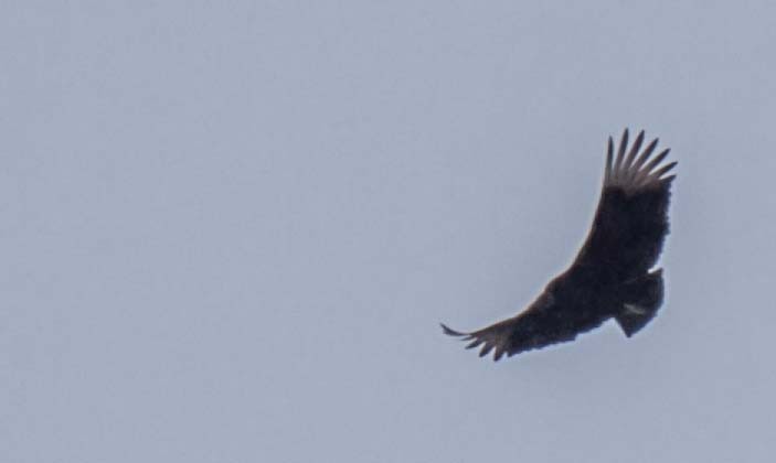 Black Vulture - ML89662541