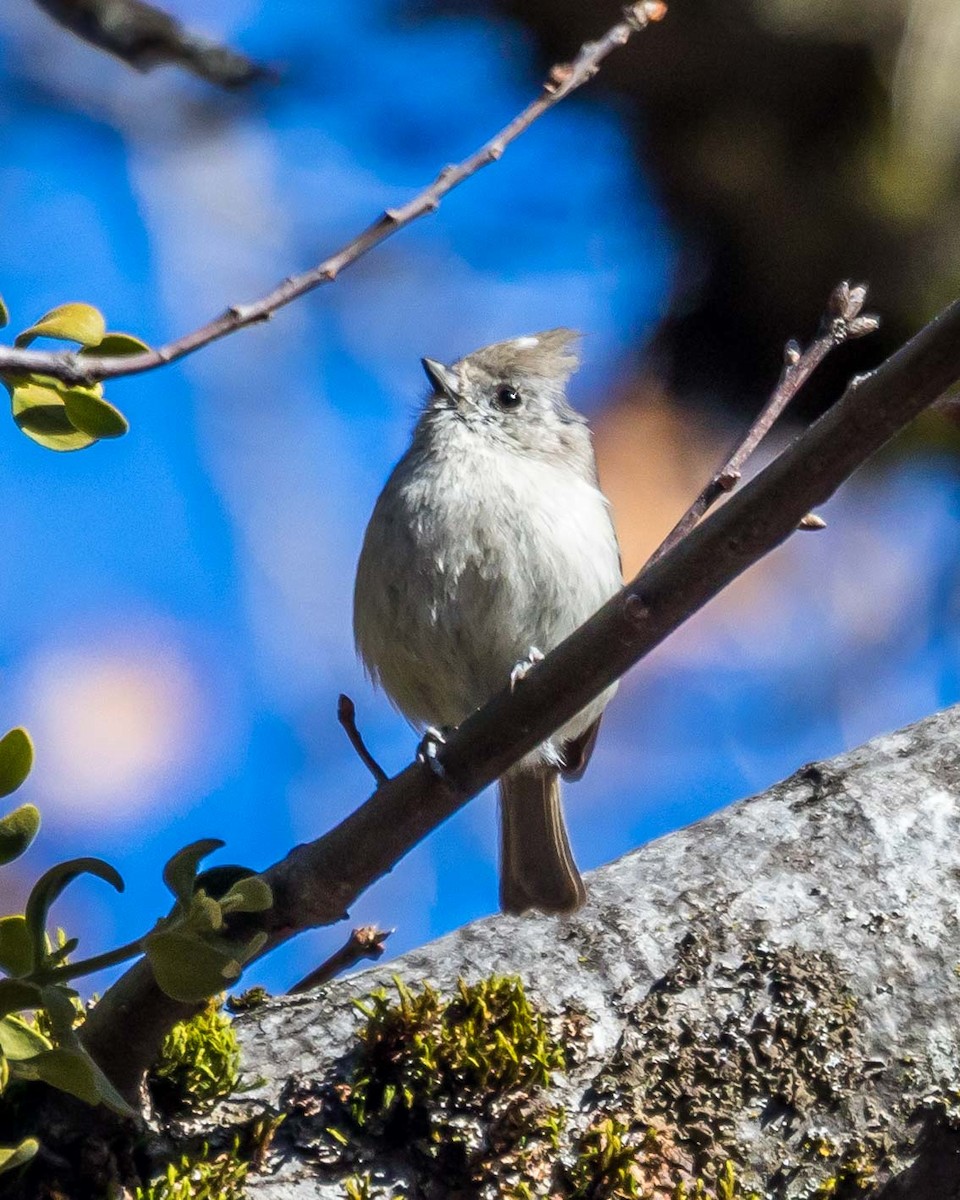 Oak Titmouse - ML89662951