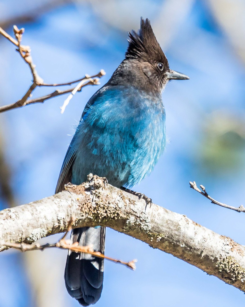 Steller's Jay - ML89662971
