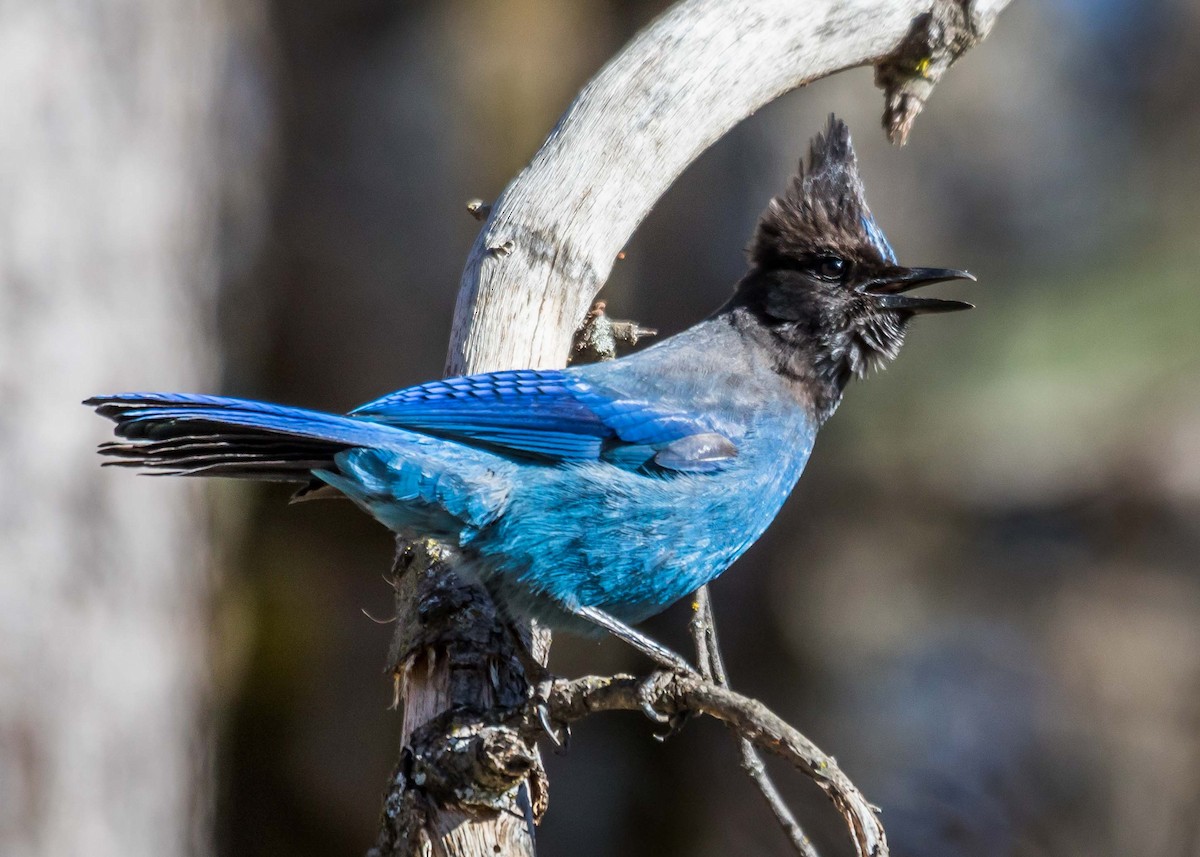 Steller's Jay - ML89662981