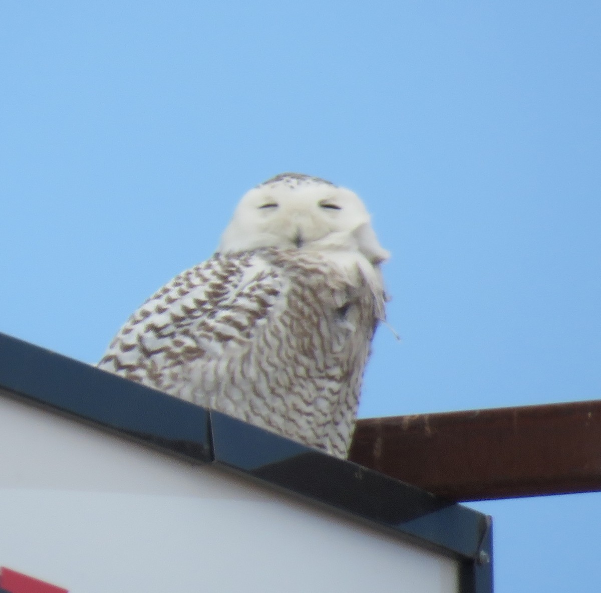 Snowy Owl - ML89665671