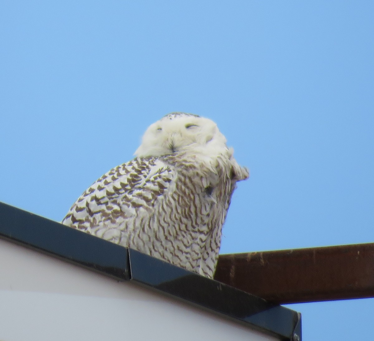 Snowy Owl - ML89665741
