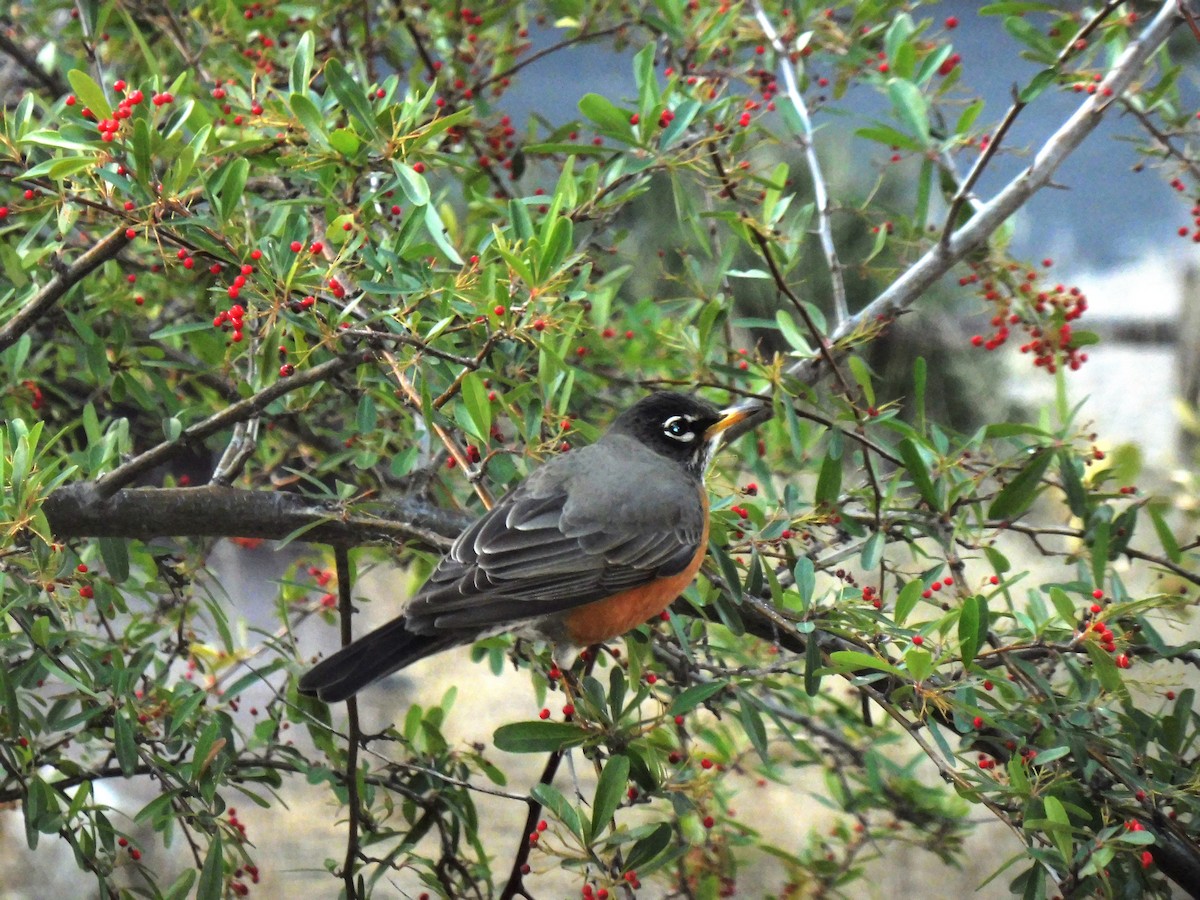 American Robin - TWS CWB