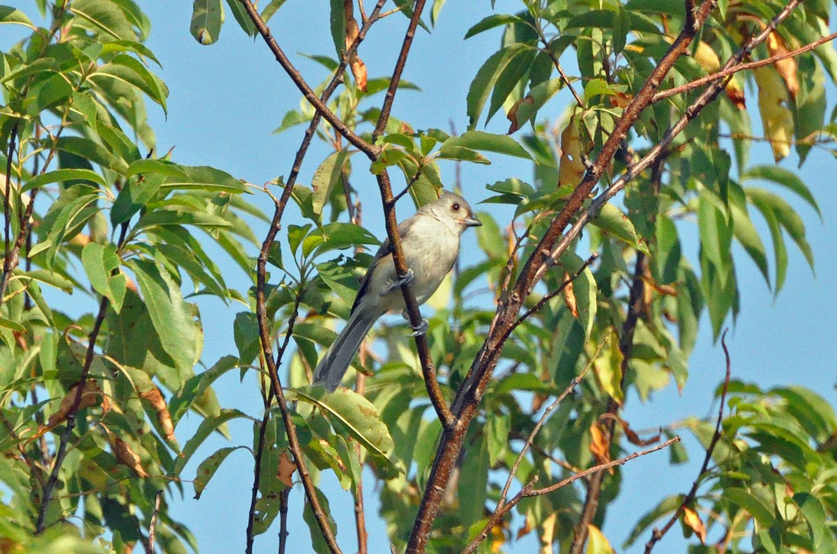 Tufted Titmouse - ML89668661