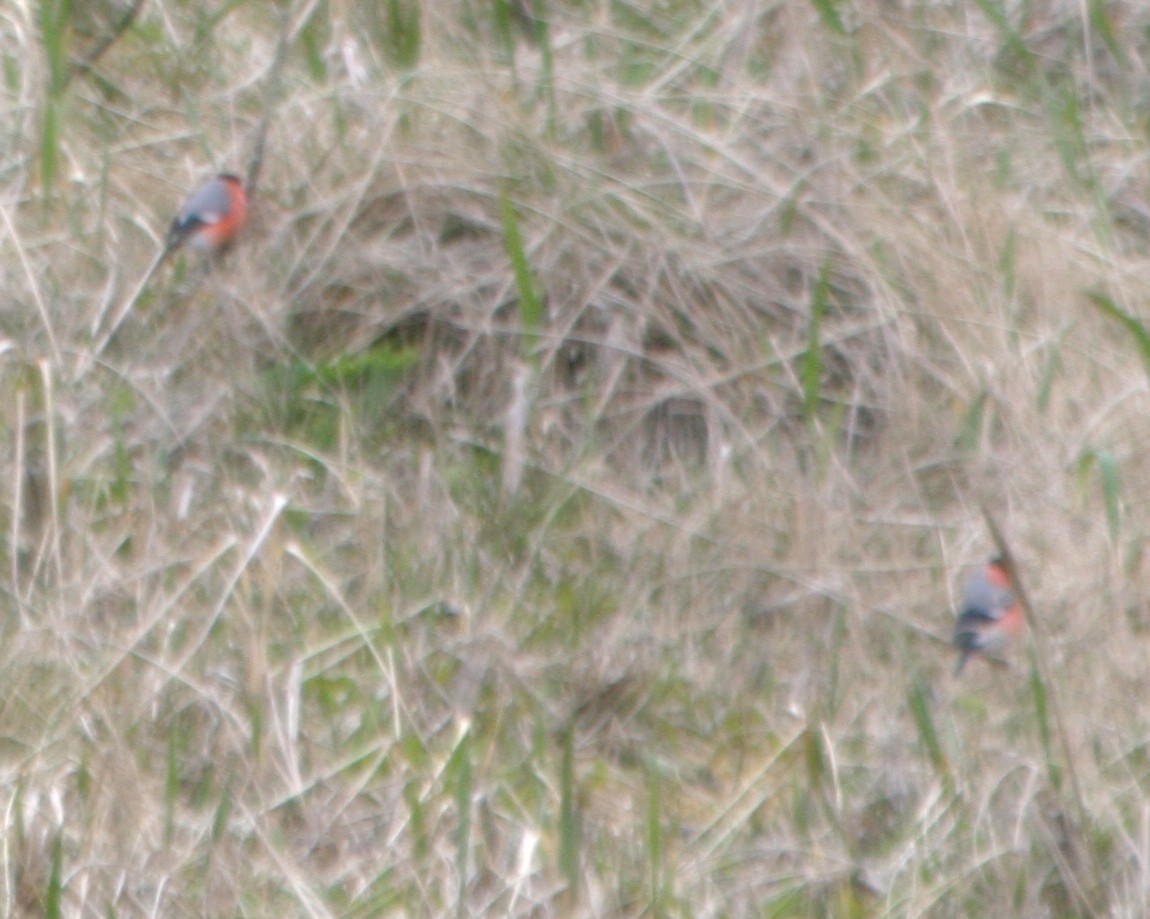 Eurasian Bullfinch - Brad Benter