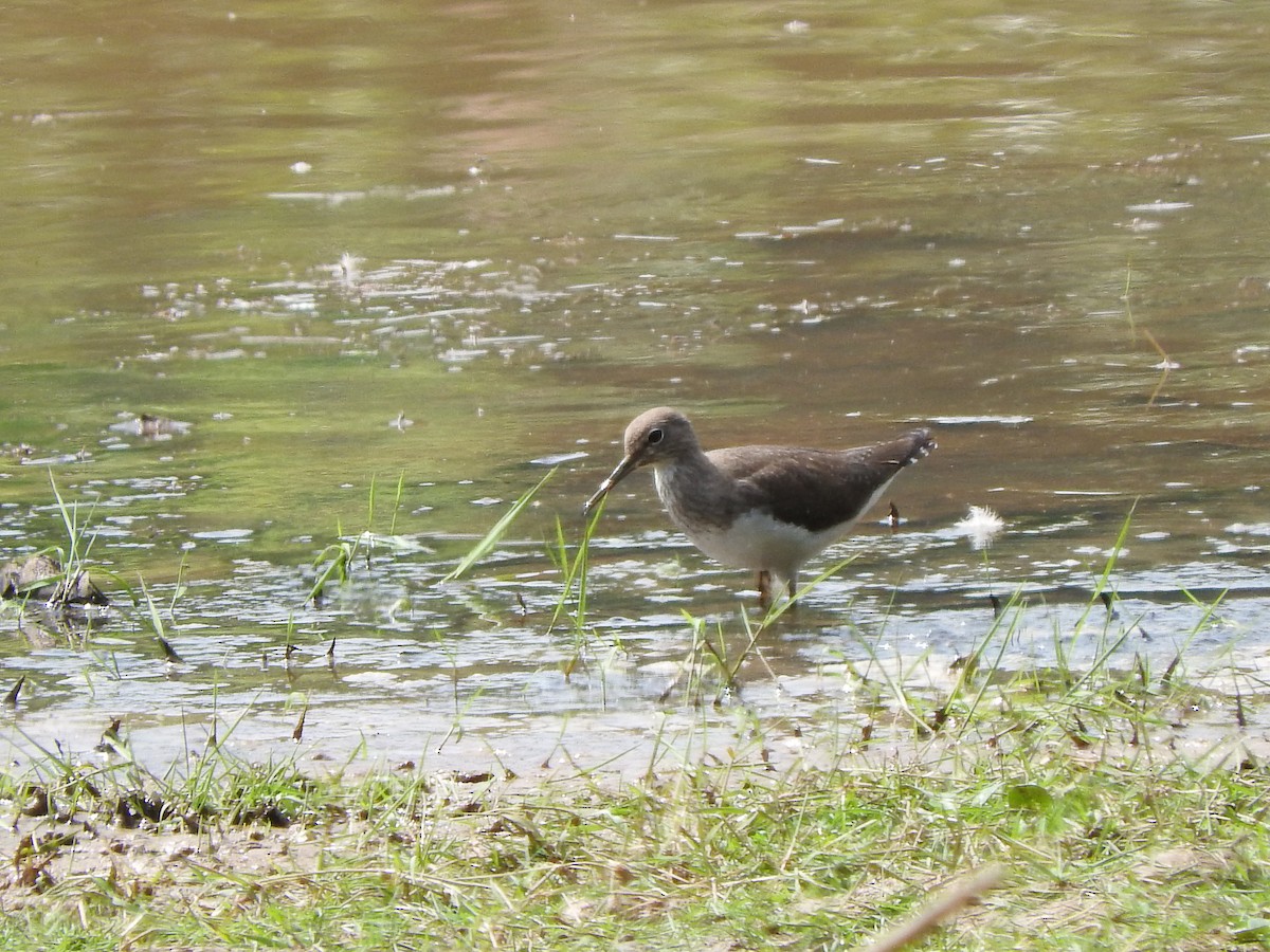 Green Sandpiper - ML89670561