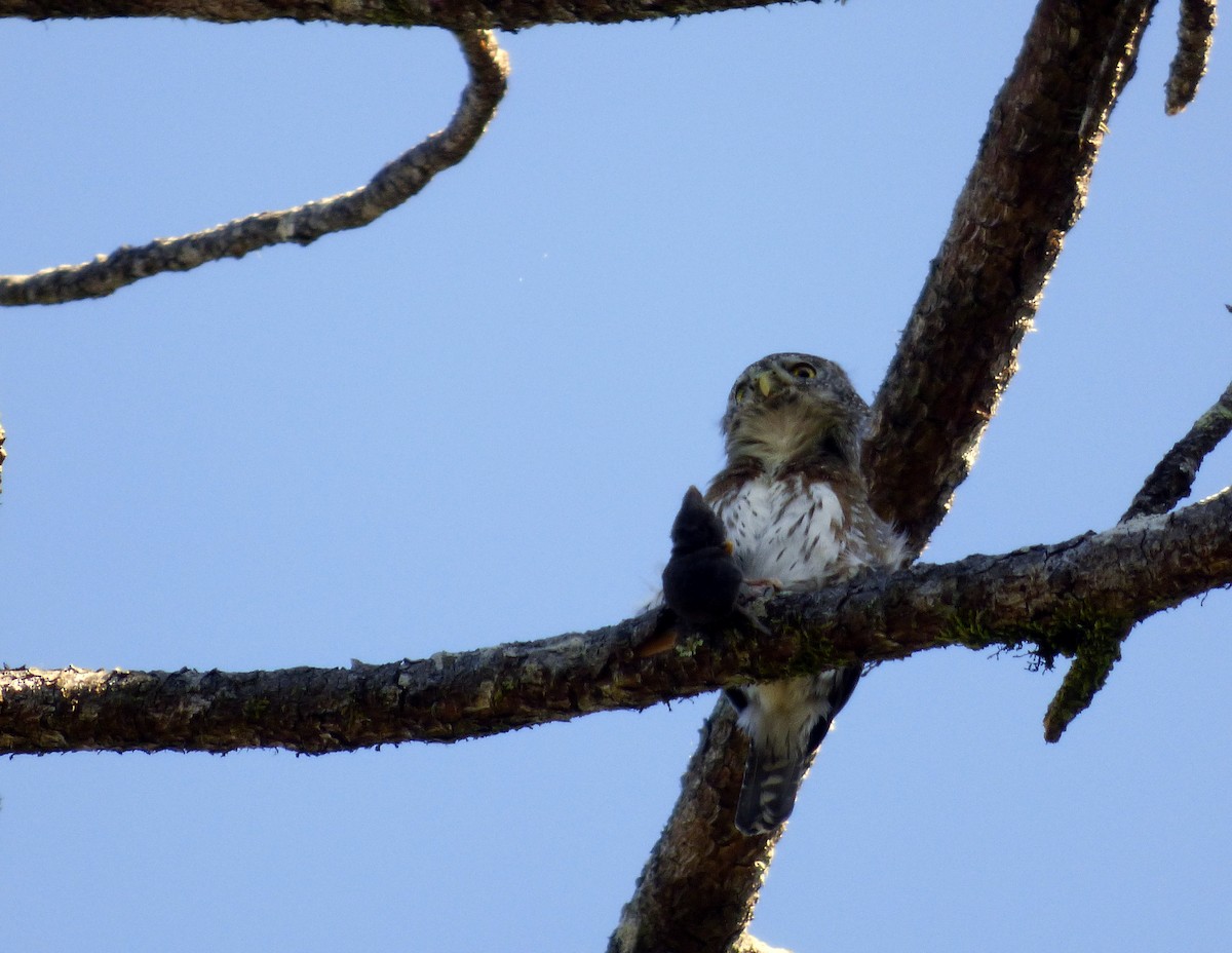 Northern Pygmy-Owl (Guatemalan) - ML89672311