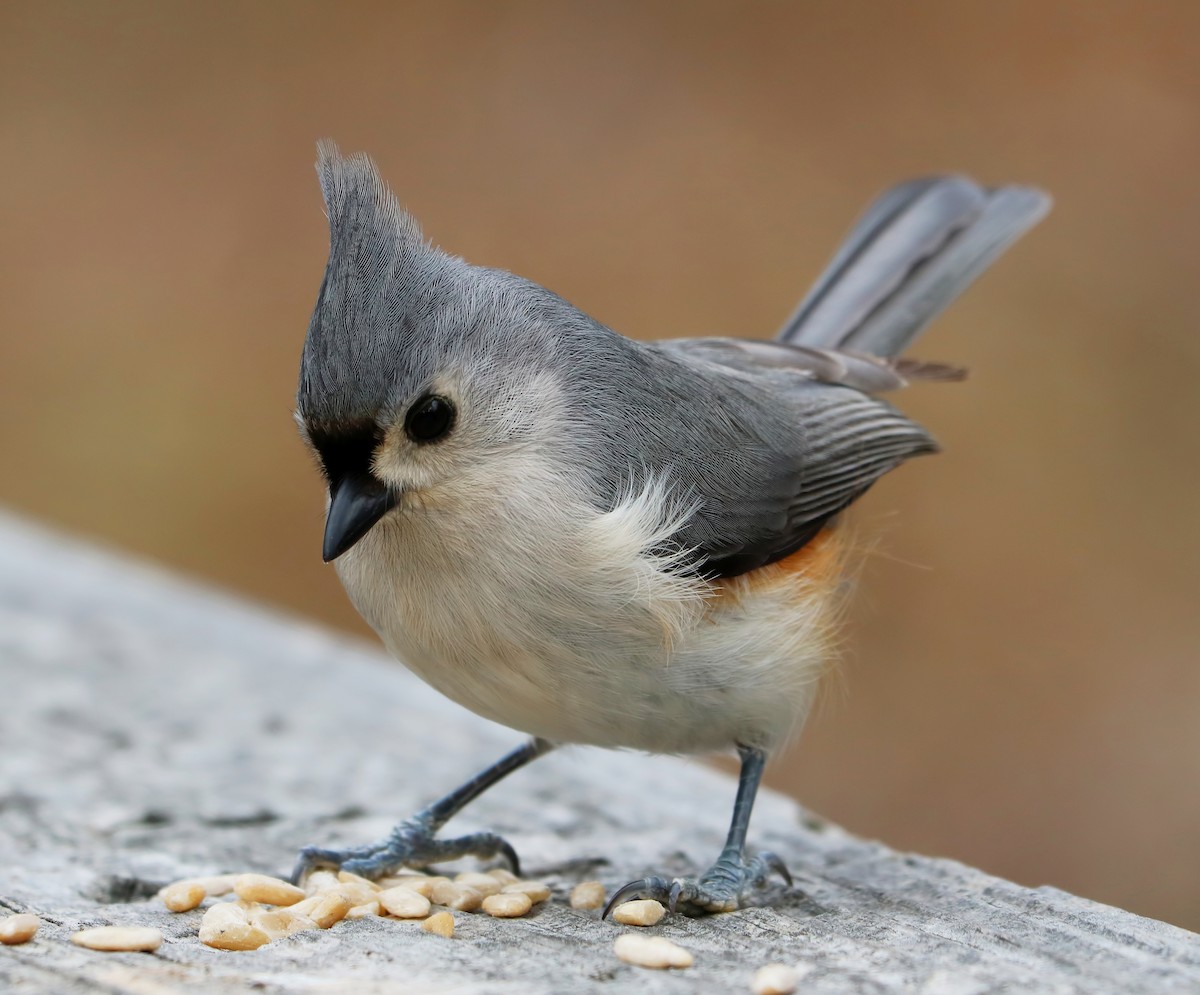 Mésange bicolore - ML89672811