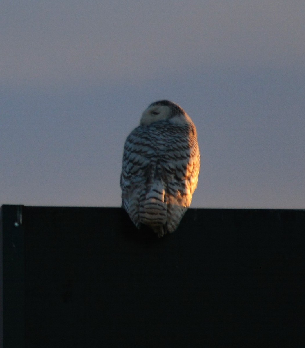 Snowy Owl - ML89673411