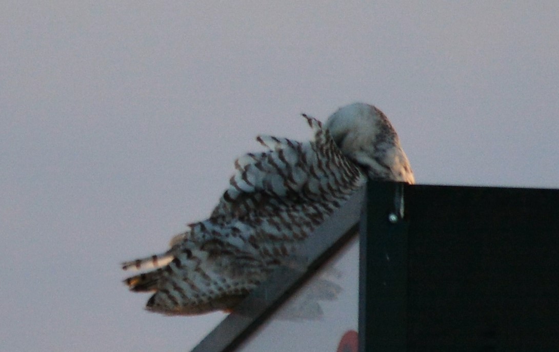 Snowy Owl - ML89673421