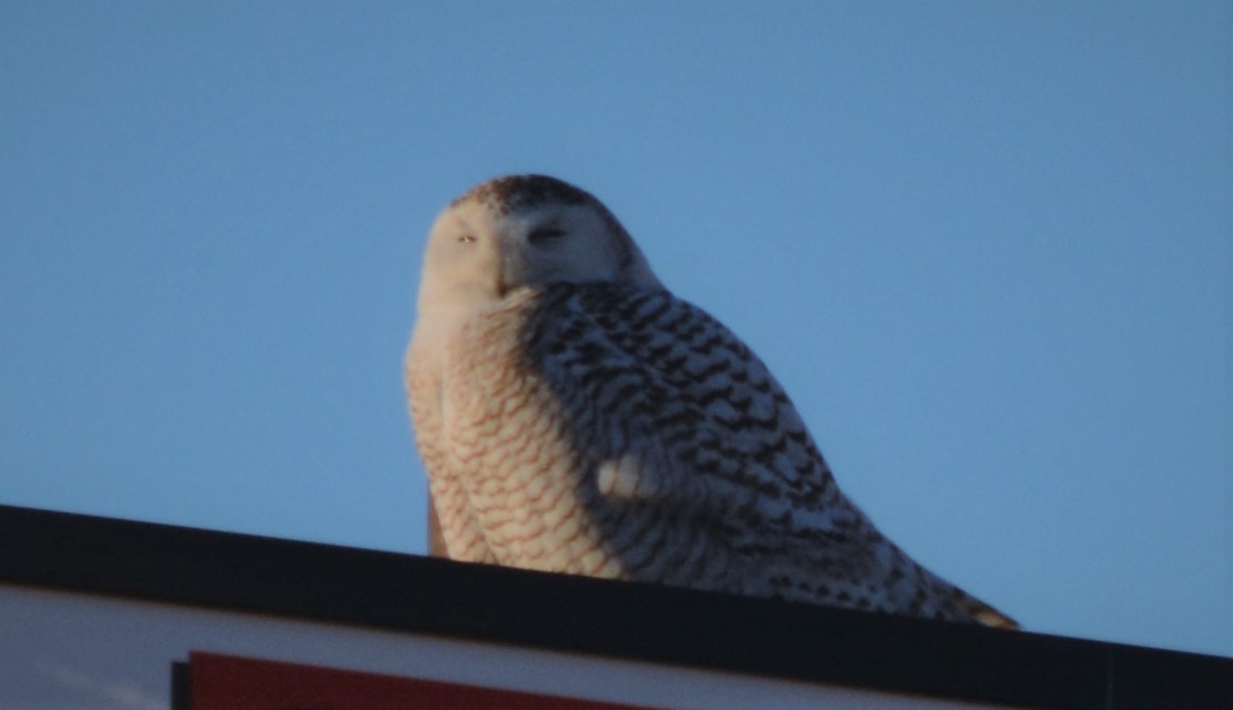 Snowy Owl - ML89673431