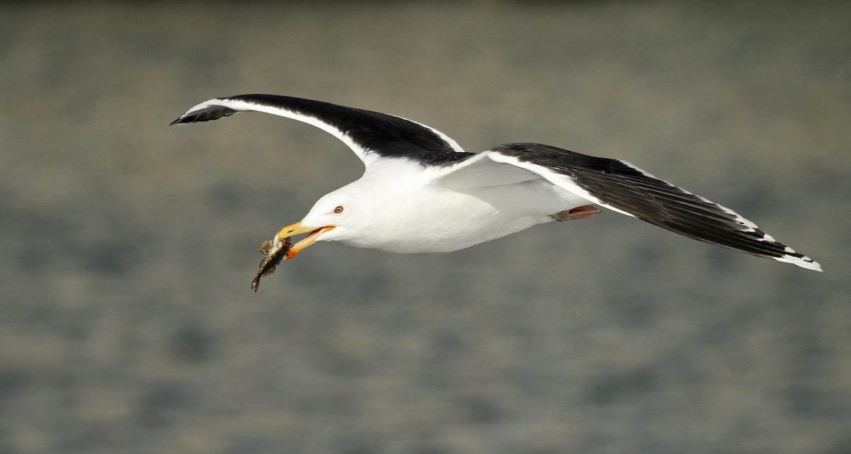 Great Black-backed Gull - ML89674431