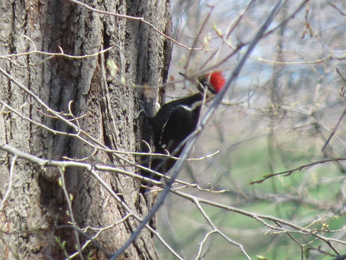 Pileated Woodpecker - ML89675401