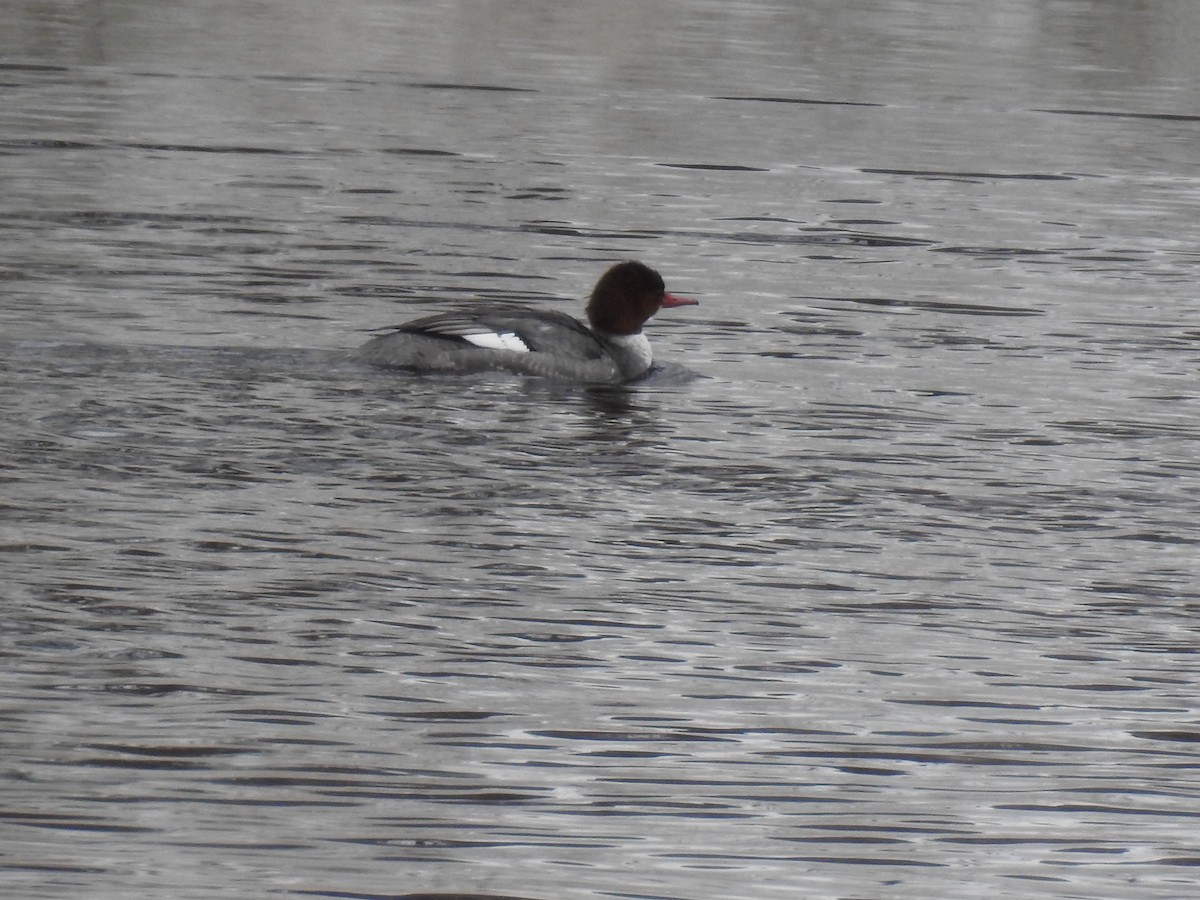 Common Merganser - Beth Jordan