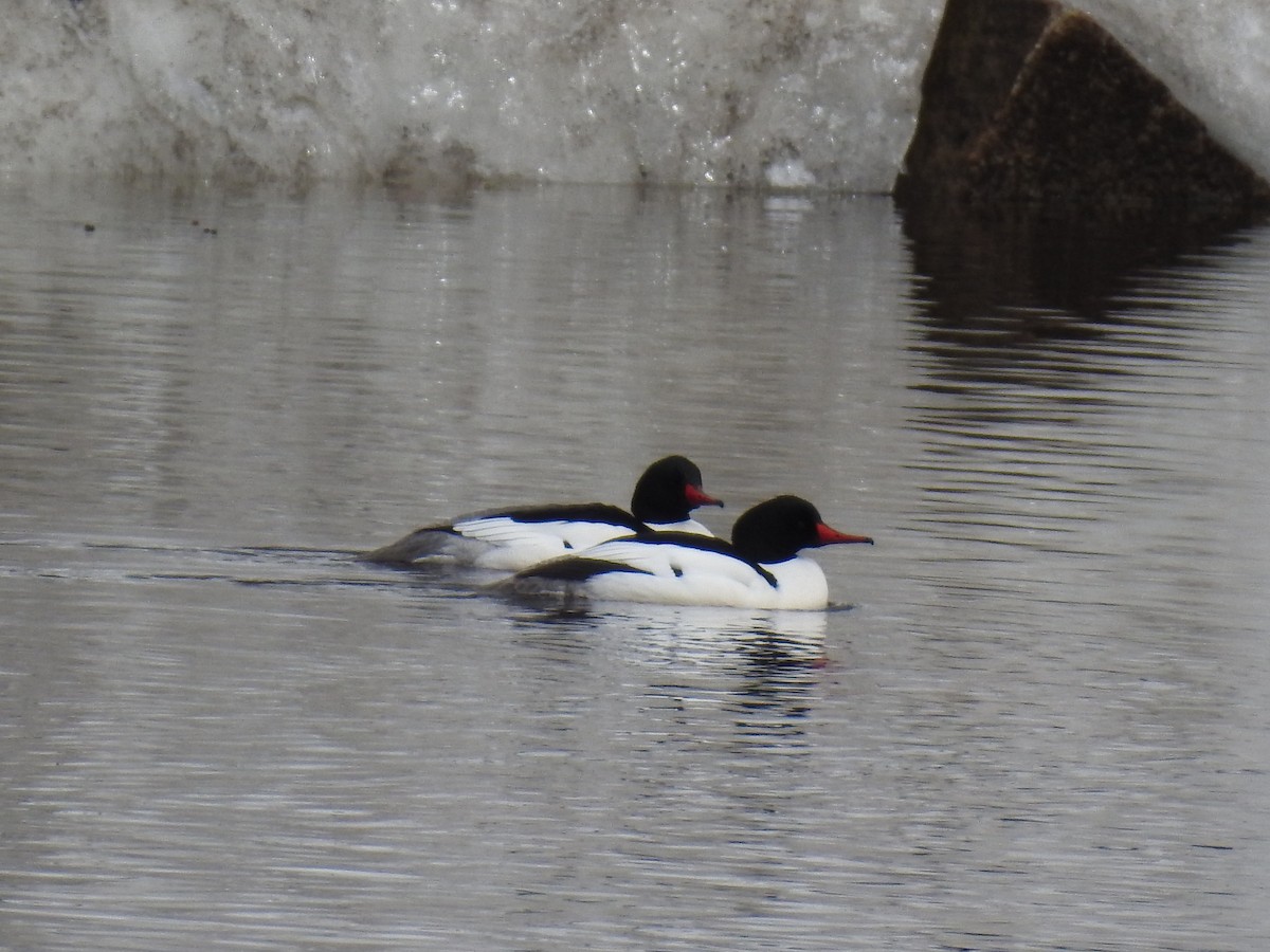 Common Merganser - Beth Jordan