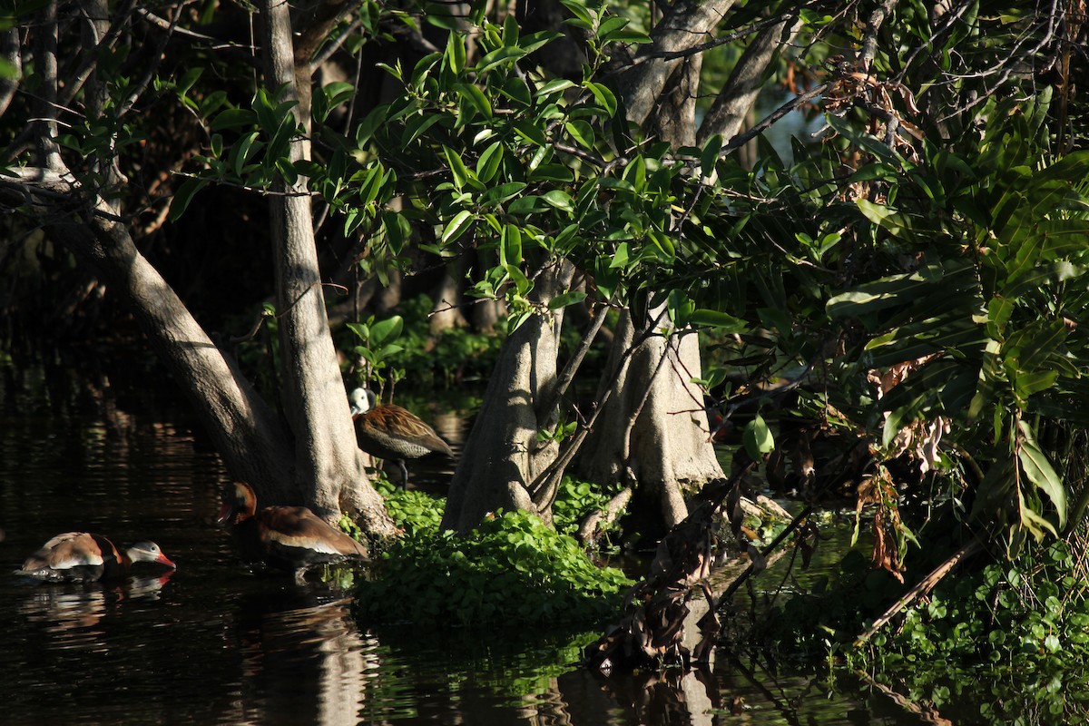 White-faced Whistling-Duck - ML89679331