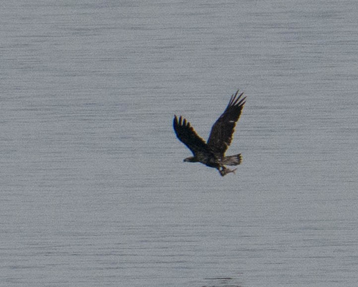 Bald Eagle - Maureen  Ellis