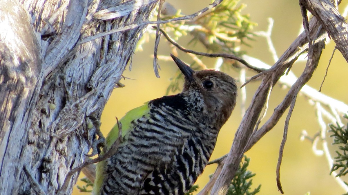 Williamson's Sapsucker - ML89680781