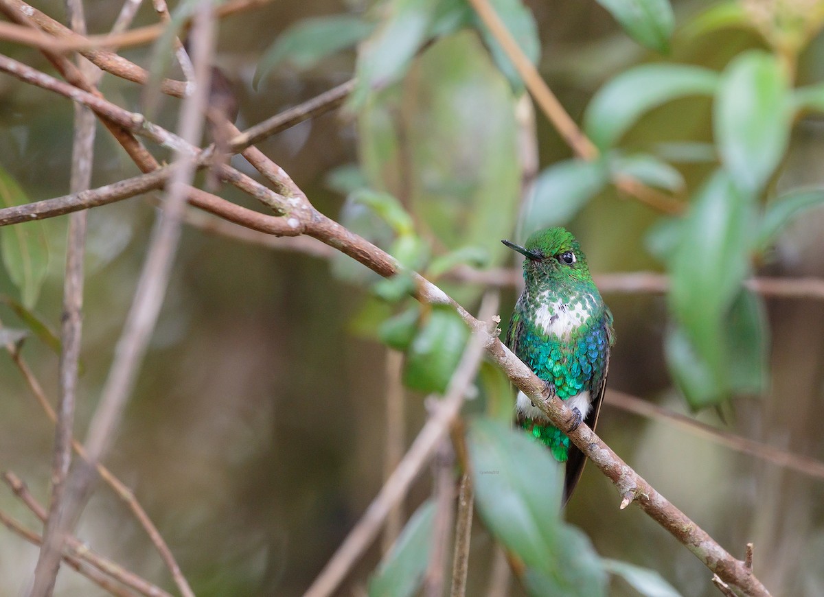 Emerald-bellied Puffleg - Janice White