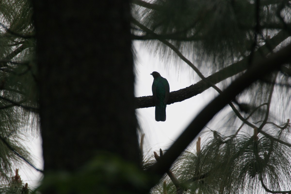 Eared Quetzal - ML89682151