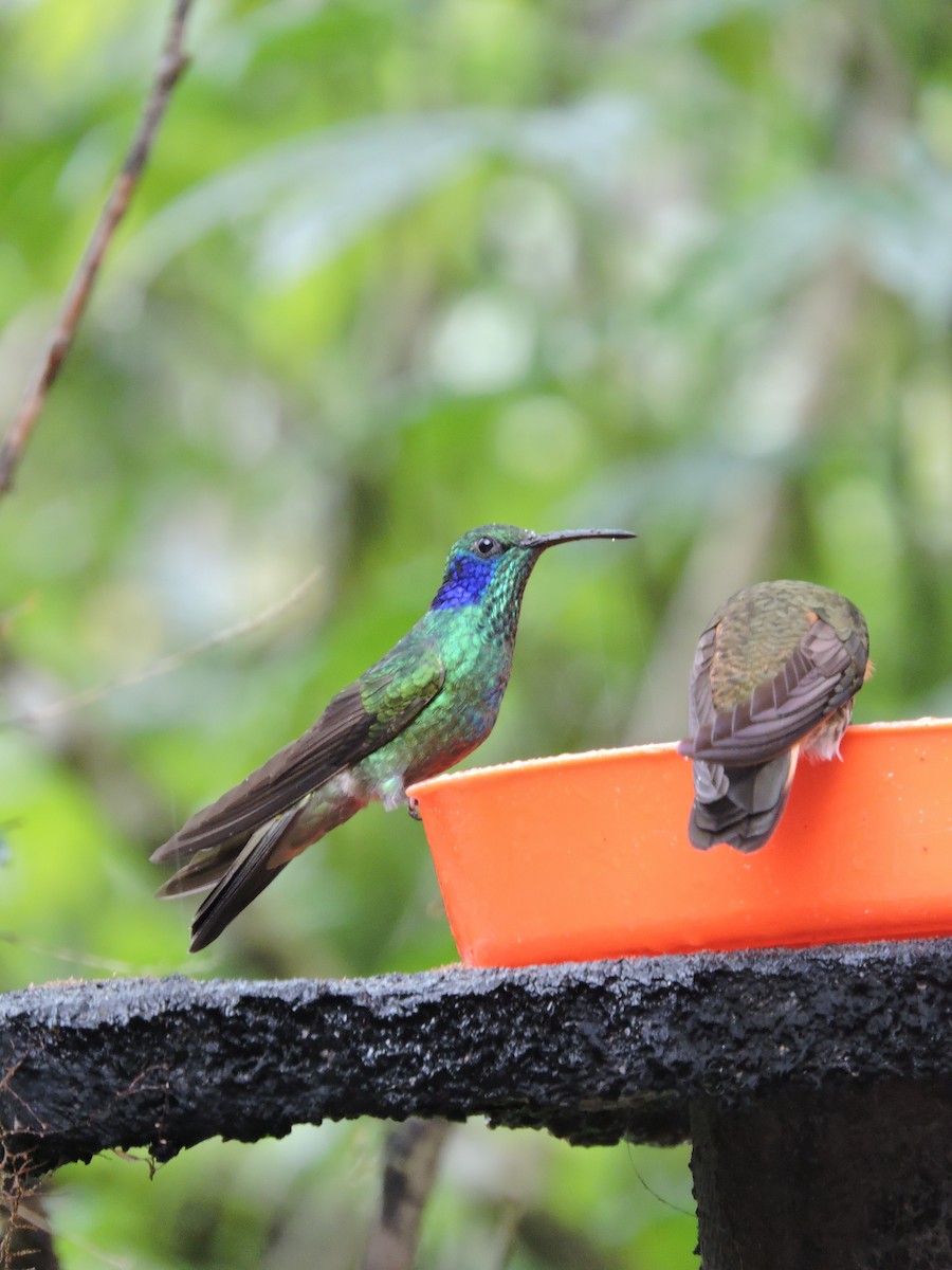 Sparkling Violetear - Ginny Culver