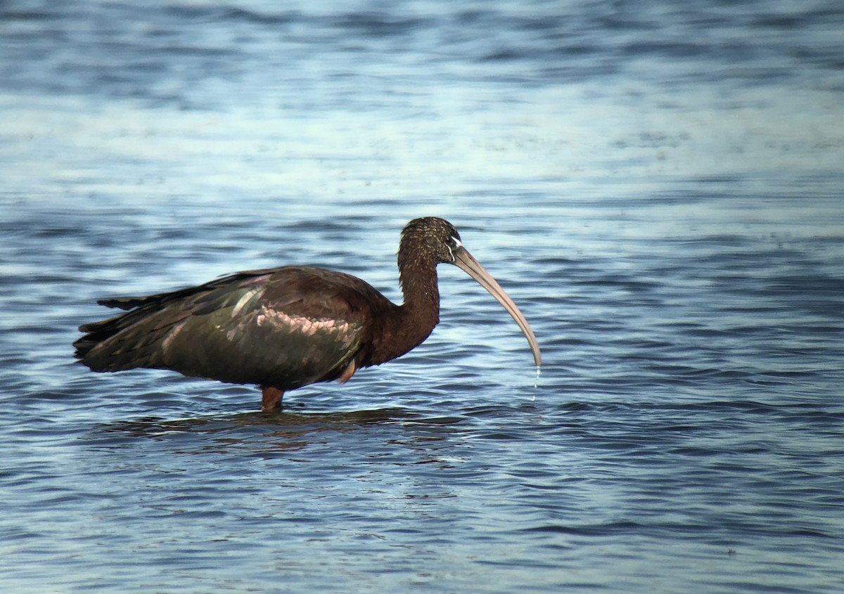 Glossy Ibis - Patrick Maurice