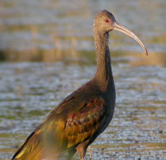 ibis americký - ML89686131
