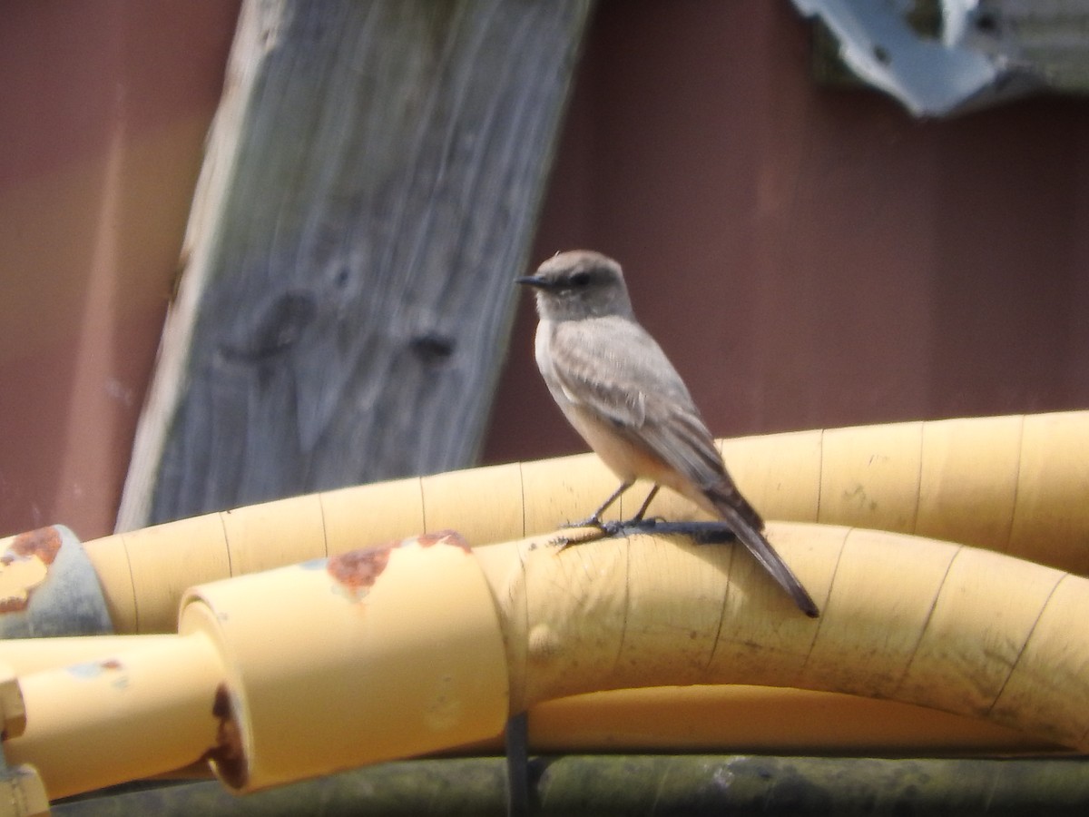 Say's Phoebe - ML89686631