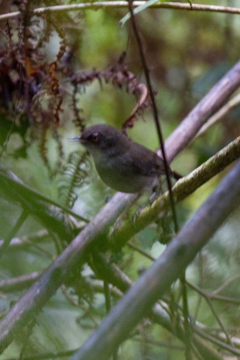 Mountain Mouse-Warbler - ML89688191